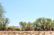 Afrikanische Elefanten (Loxodonta africana) überqueren Aba Huab Trockenflussbett