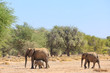 Elefantenfamilie (Loxodonta africana) im Aba Huab Trockenflussbett