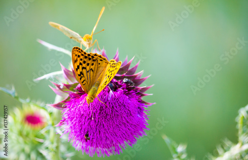 Pair of Argynnis pandora butterflies with opened wings sitting on a Cotton thist Poster