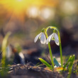 Spring snowdrop flowers blooming in sunny day