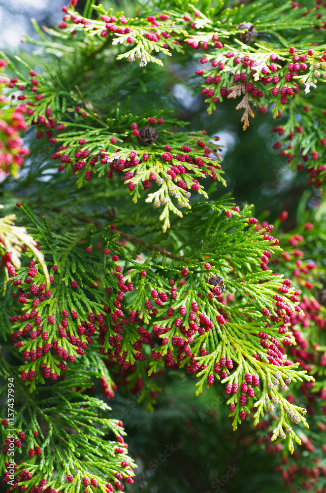 Stock-Foto Thuja occidentalis in Blte | Adobe Stock