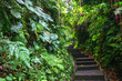 Green Dark Tropical Jungle pathway (Bali, Indonesia)