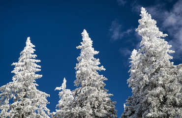 Wall Mural - Snowy tops of the trees