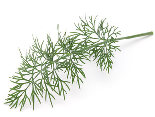 Close up shot of branch of fresh green dill herb leaves isolated on white background