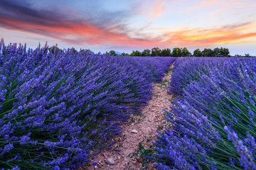 Wall Mural - Lavender field summer sunset landscape near Valensole