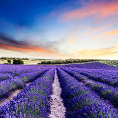 Wall Mural - Lavender field summer sunset landscape near Valensole