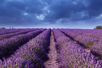 Wall Mural - Lavender field summer sunset landscape near Valensole