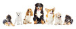 dogs set on a white background