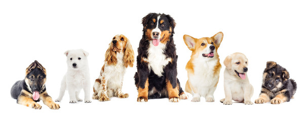 Sticker - dogs set on a white background