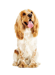 Sticker - English cocker spaniel dog on a white background