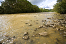 The Rio Coca In The Ecuadorian Amazon. The Water Brown With Sediment Because Of Deforestation Upstream