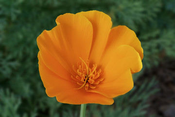 California poppy from above in nature, selective focus