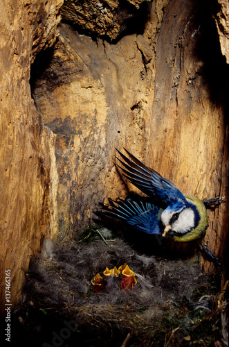 Fotografie, Obraz cinciarella parus caeruleus nido cavità pulcini imbeccata uccelli prole castelve