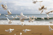 © Designpics - Flock of white birds flying over beach, Benidorm, Spain
