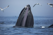 Humpback Whale (Megaptera Novaeangliae) At The Surface Of The Water; Massachusetts, United States Of America