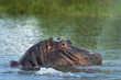 © Designpics - Hippo snorting spray of water in the Shire River, Liwonde National Park; Malawi