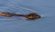 North American Beaver (Castor Canadensis) Swiming On The Surfcae Of A Beaver Pond In The Copper River Delta, Near Cordova, Alaska