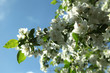 Branches of a blossoming apple tree against the blue sky, close up