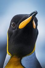 Portrait Of King Penguin, Antarctic