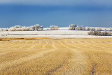 Snow Covered Stubble Field With Harvest Lines And Frosted Trees In The Background With Blue Sky And Cloud Cover; Rosebud, Alberta, Canada