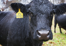 Black Angus Cow With Yellow Ear Tag