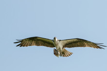 Osprey (Pandion Haliaetus) Flying; Sebring, Florida, United States Of America