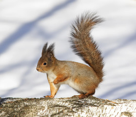 Wall Mural - fluffy red-haired squirrel on the tree in Park at winter