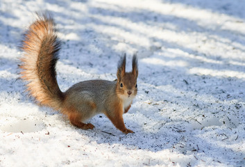 Wall Mural -  fluffy squirrel in the snow looking for food in the winter in the woods