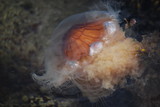 Fototapeta  - Meduza przy brzegu, Norwegia