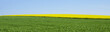 Ein panoramisches Rapsfeld am Horizont, ein Übergang von Grün zu Gelb zu Blau. Ein Hintergrundbild im Rechteck.