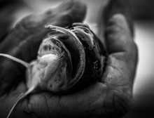 Flathead Catfish In Hand Black And White