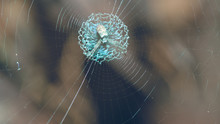 A Spider Web Is A Cobwebs Made By A Spider In Vintage Style Picture.
