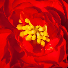 Wall Mural - Red Camellia flower in springtime in Florida