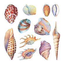 Set Of Underwater Life Objects - Illustrations Of Various Tropical Seashells And Starfish. Marine Design. Hand Drawn Watercolor Painting On White Background.