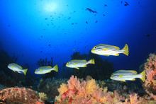 Underwater Ocean Reef With Tropical Fish