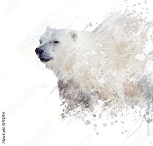 niedzwiedz-polarny-akwarela