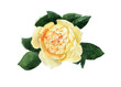 Watercolor flower illustration of a yellow rose