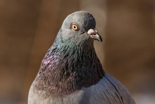 Pigeon Head Detail Closeup