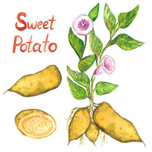 Sweet Potato Bush With Flowers, Leaves, Sweet Potato And Cut Slice, Isolated Hand Painted Watercolor Illustration