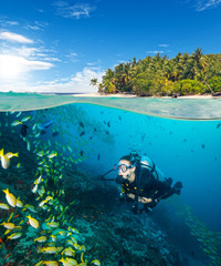 Wall Mural - Woman scuba diver exploring sea bottom