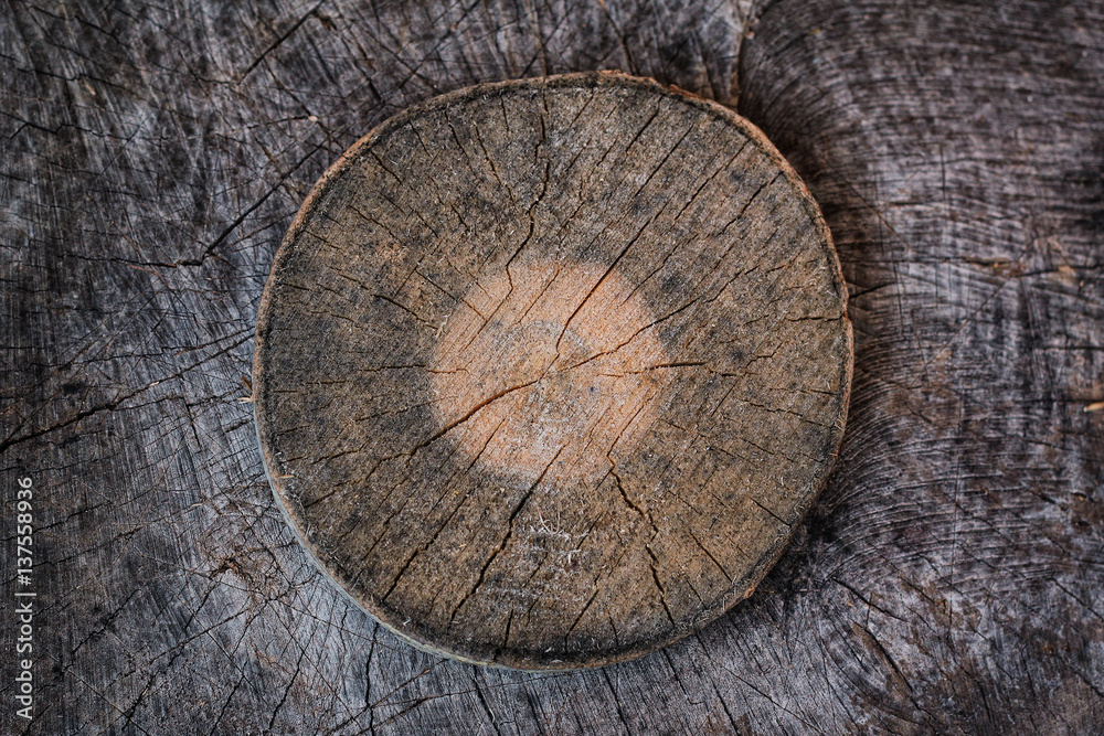 Tree trunk cross section with tree rings. Background texture of natural ...