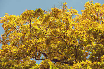 Wall Mural - autumnal maple foliage