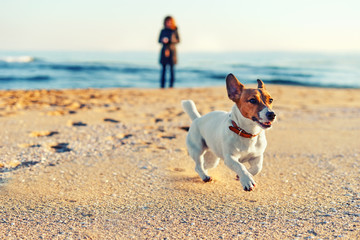 Blurred sea views. Blurred young woman walking a dog breed Jack Russell on the seashore. Basic background for design