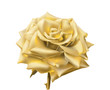 Gold Rose.
Hand drawn vector illustration of an open rose with glowing petals made of gold, on transparent background.