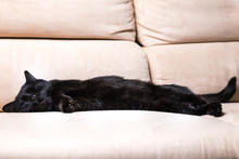 Common, European Black Cat With Shut Eyes Sleeping Peacefully On White Sofa Background. Concept Of Comfortable House, Relaxing And Safety State Of Mind.