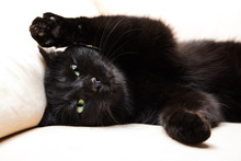 Portrait Of A Common, European Black Cat With Green Eyes And Open Pawy On White Sofa Background. Concept Of Comfortable House, Relaxing And Safety State Of Mind. Bad Luck And Superstition.