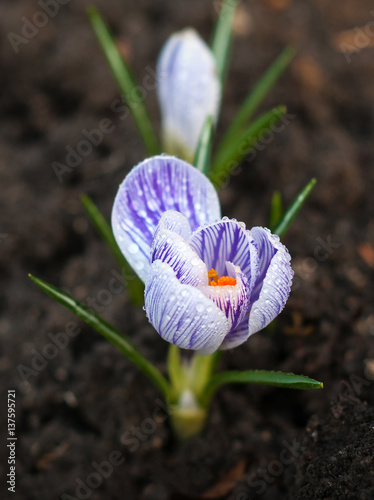 View Of Magic Blooming Spring Flowers Crocus Growing In - 