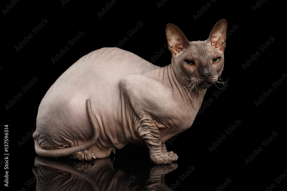 Sphynx Cat Sitting and Looking side on Isolated Black Background