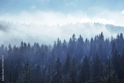 drzewa-iglaste-we-mgle-i-chmurach-karpaty-ukraina