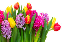 Pink And Purple Hyacinths With Tulips Close Up Isolated On White Background